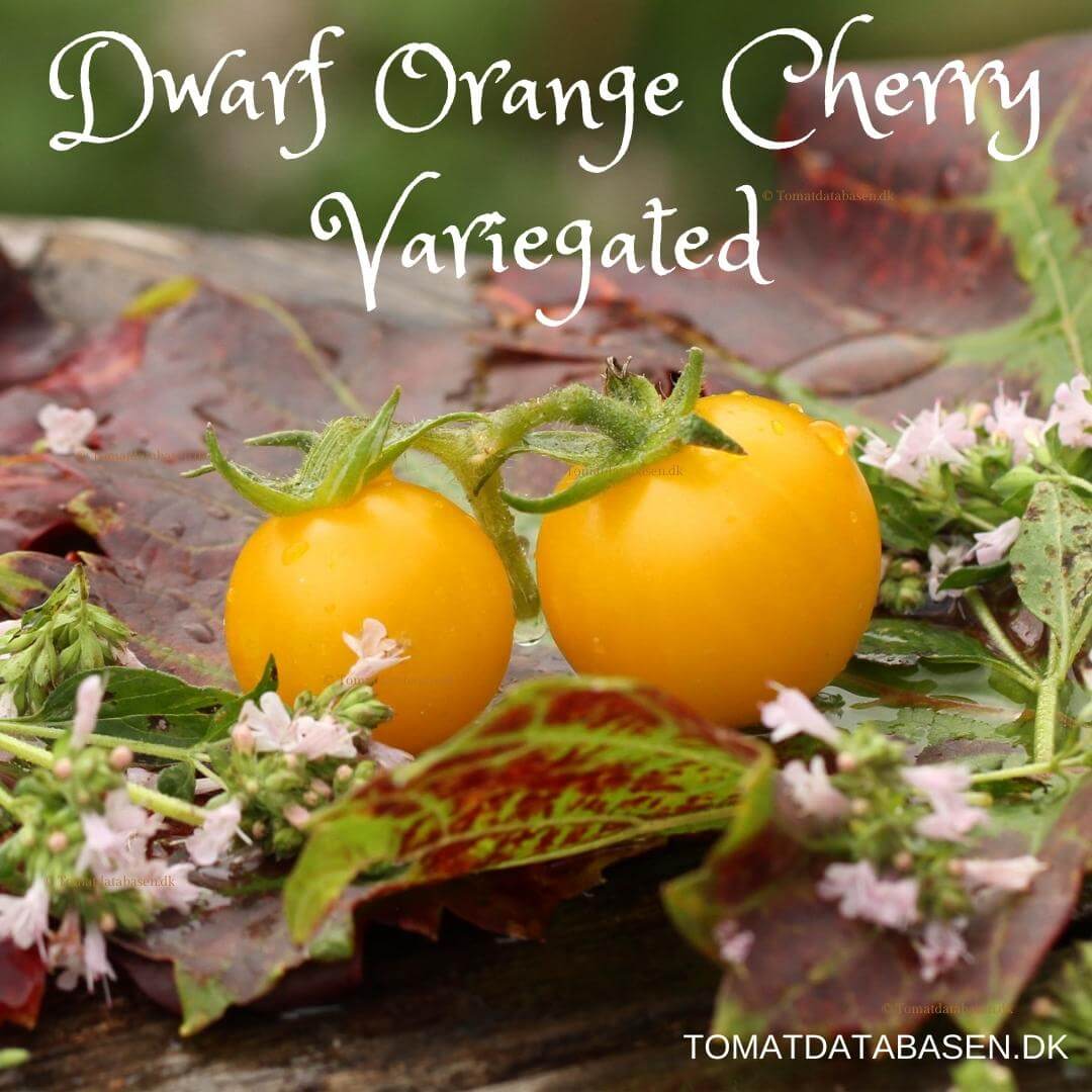 Dwarf Orange Cherry (variegated)